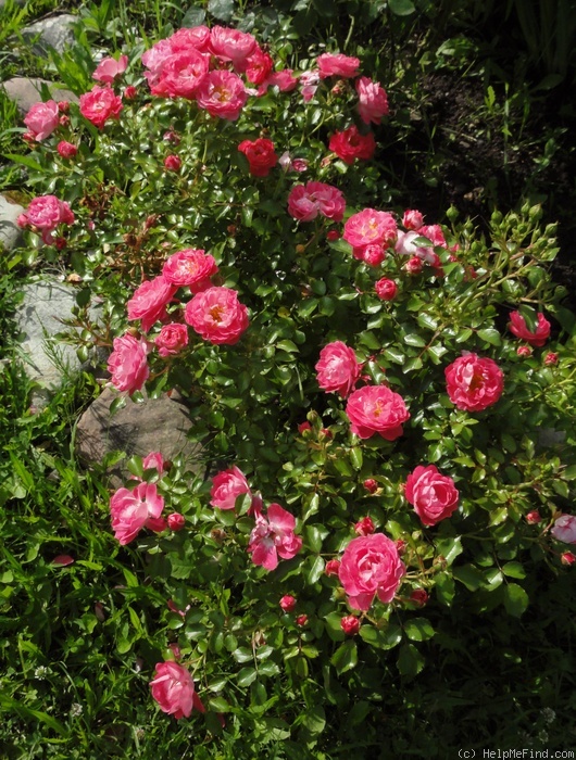 'Charmant ™ (miniature, Kordes 1998)' rose photo