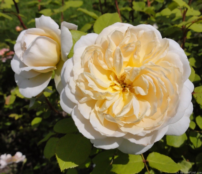 'Crocus Rose' rose photo