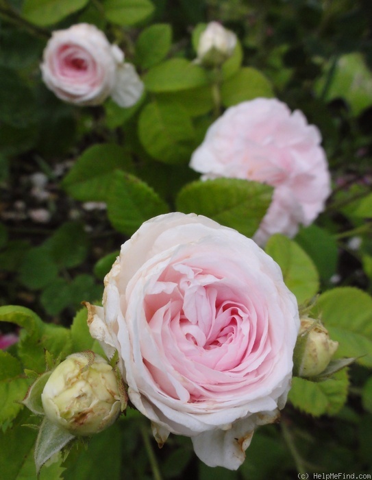 'Félicité Parmentier' rose photo