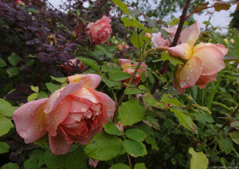 'Jubilee Celebration (shrub, Austin 2002)' rose photo