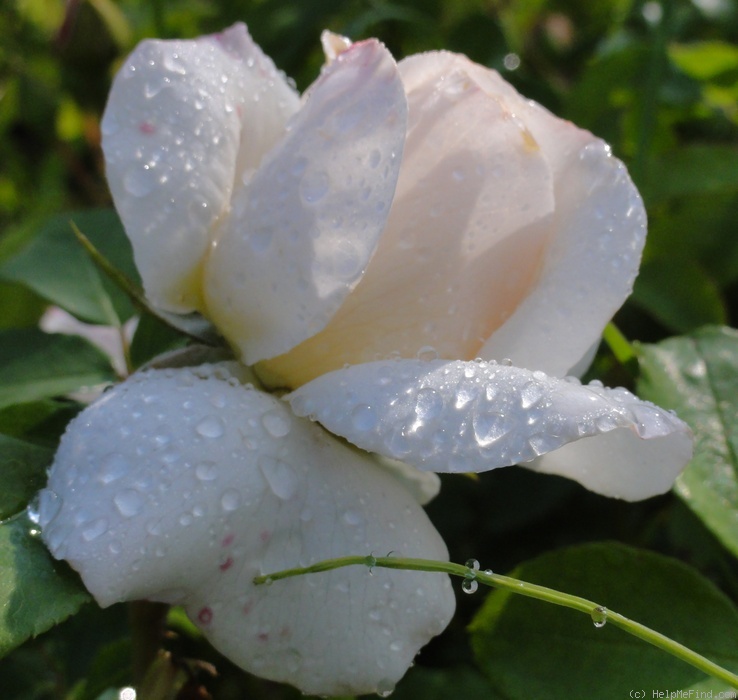 'Kosmos ® Fairy Tale (floribunda, Kordes, 2006)' rose photo