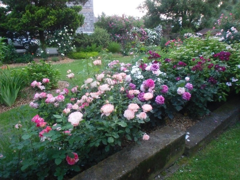 'Mirek - My Rose Garden'  photo