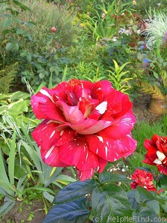 'Pestraja Fantazija' rose photo