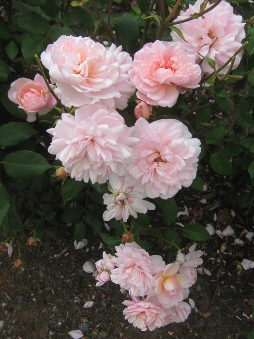'Pink Gruss an Aachen (floribunda, Kluis, 1929)' rose photo