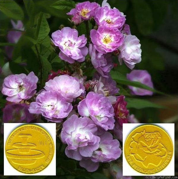 'Donaunymphe' rose photo