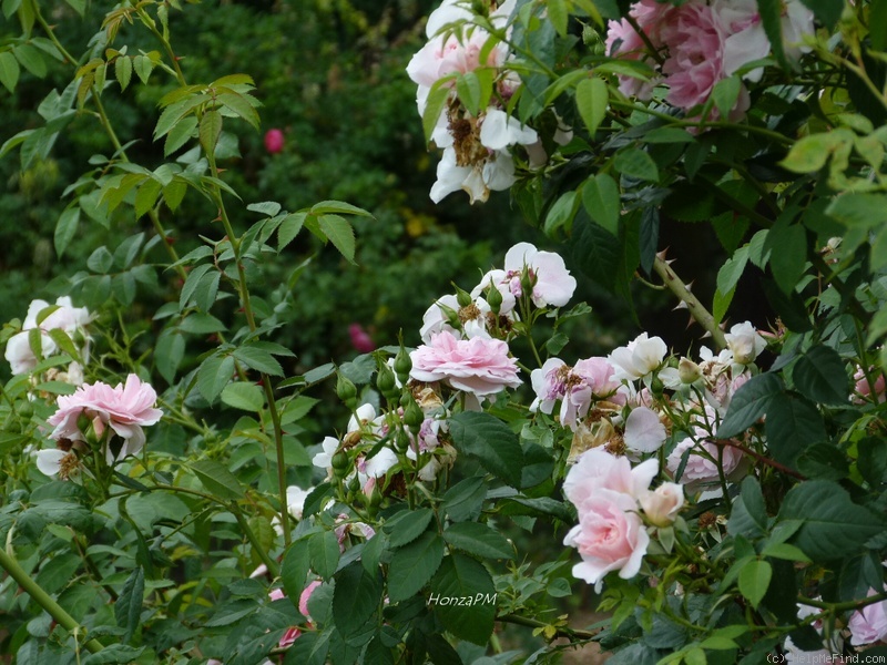 'Kir Royal' rose photo
