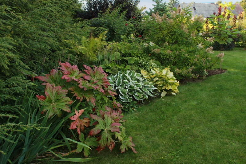 'Koala's garden. Lithuania.'  photo