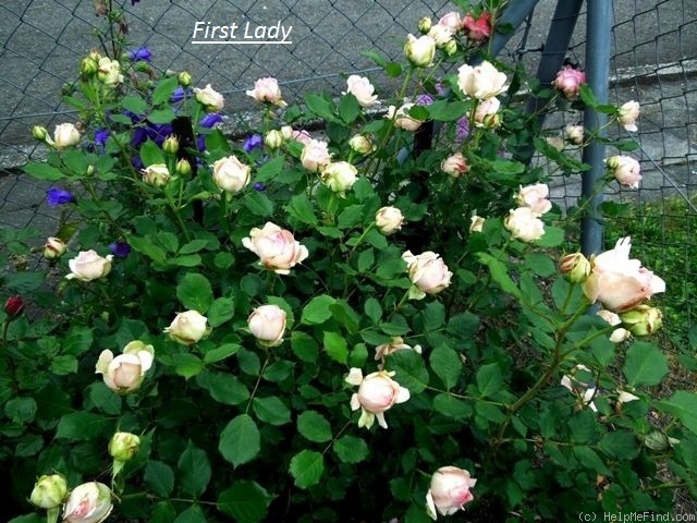 'First Lady® (florists' rose, Tantau, 2005)' rose photo