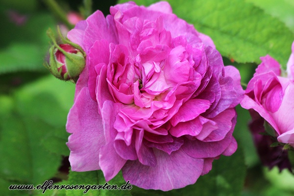 'Belle de Crécy (Gallica, Roeser, 1829)' rose photo
