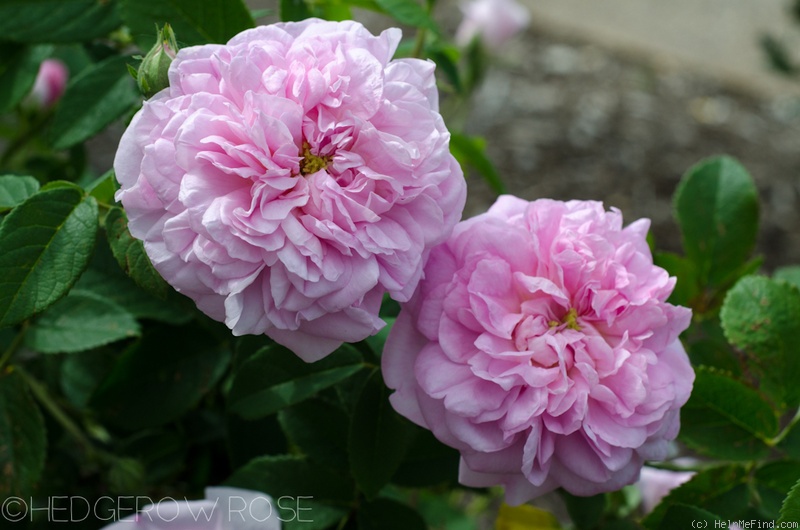 'Ispahan (damask, Unknown, before 1827)' rose photo