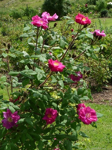 'Nuit d'Été (moss, Rautio)' rose photo