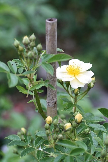 '<i>Rosa helenae</i> Sämling' rose photo