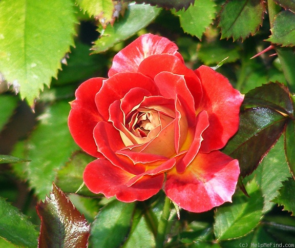 'Tattooed Lady' rose photo