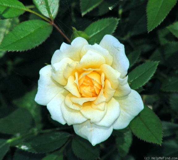 'Softee (miniature, Moore 1983)' rose photo
