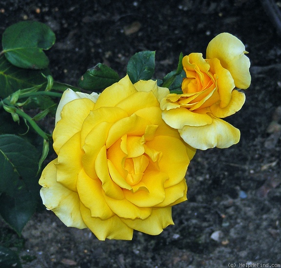 'Sunny Delight' rose photo