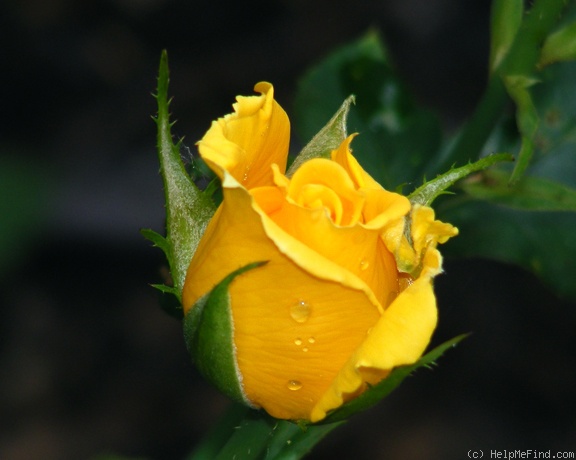 'Sunny Delight' rose photo
