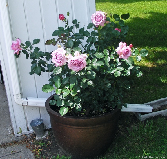 'Love Song (floribunda, Carruth 2011)' rose photo