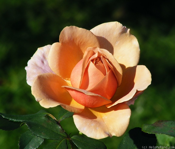 'Koko Loco (floribunda, Bedard, 2010)' rose photo