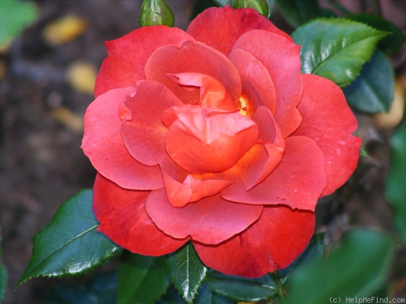 'Hot Cocoa ™ (Floribunda, Carruth 2001)' rose photo