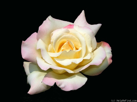 'Garden Party (hybrid tea, Swim, 1959)' rose photo