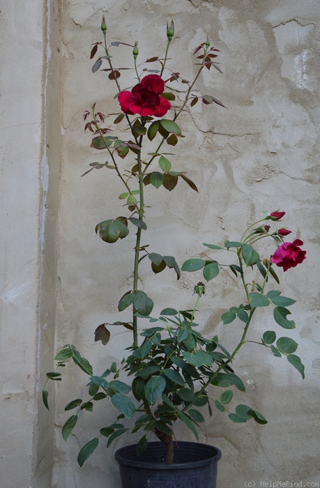 'Hawlmark Crimson' rose photo