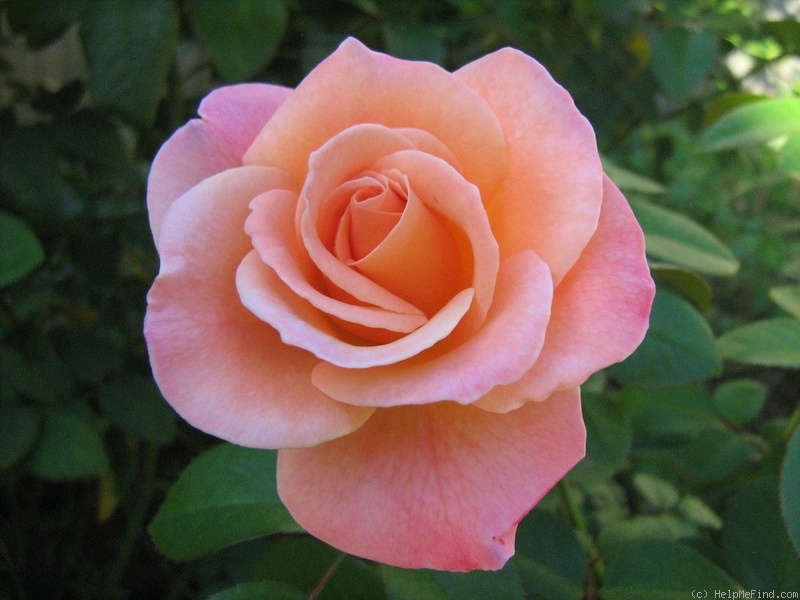 'Melbourne Town' rose photo