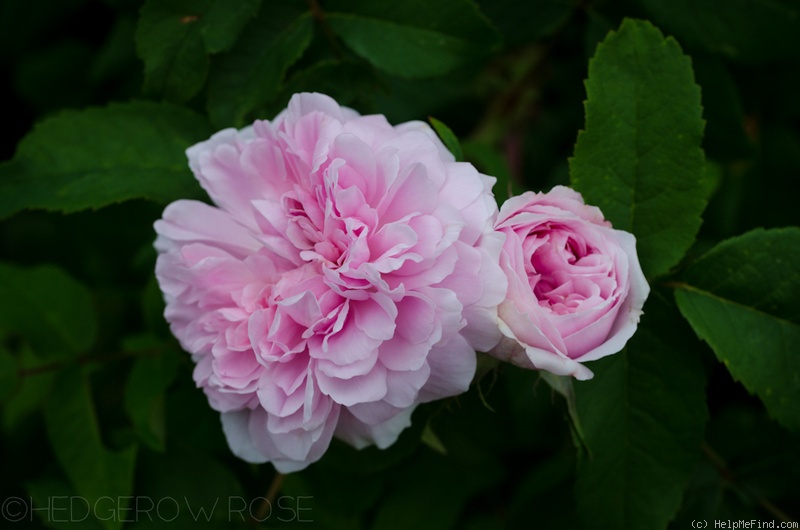 'Marchesa Boccella' rose photo
