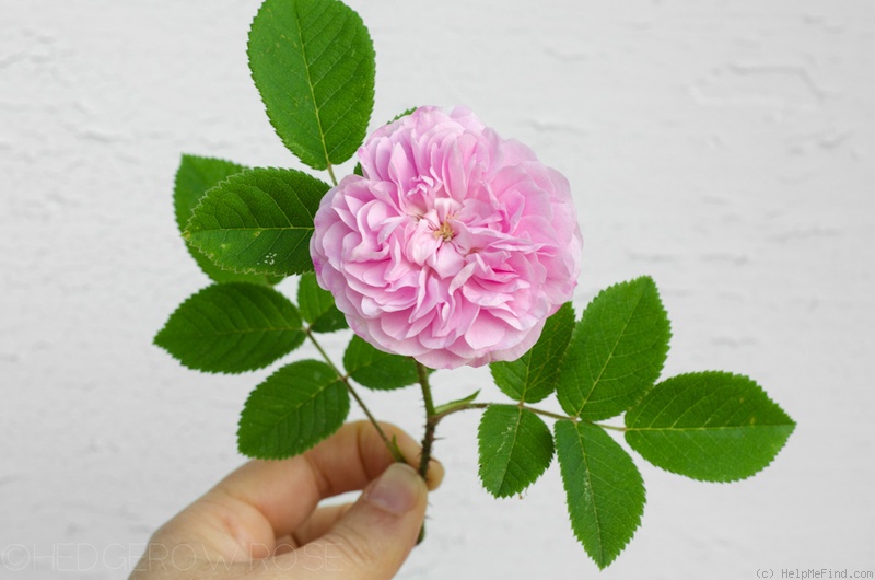 'Petite Lisette' rose photo