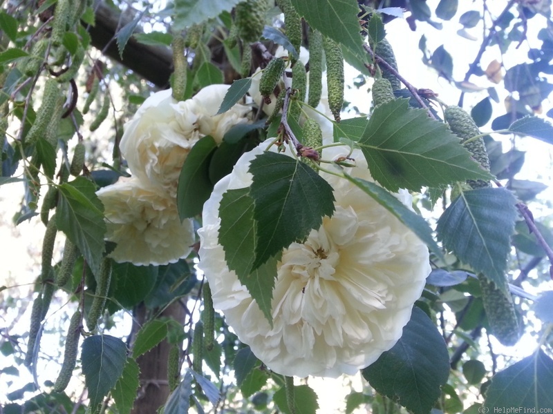 'Sombreuil (LCl, Unknown circa 1940)' rose photo