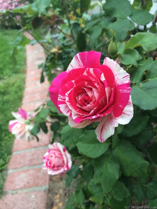 'Julio Iglesias (floribunda, Meilland, 2006)' rose photo