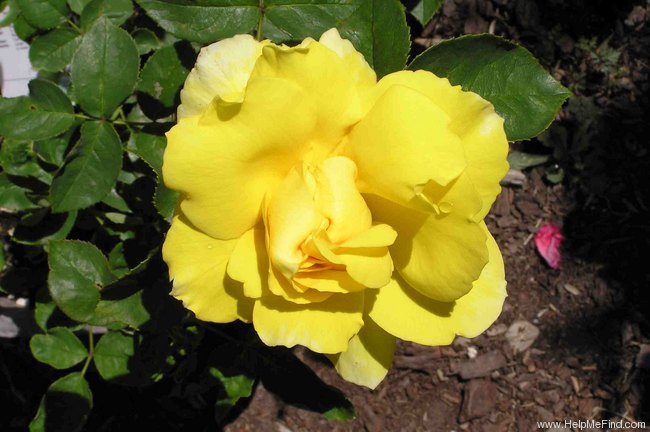 'Mellow Yellow ™ (hybrid tea, Carruth 2000)' rose photo