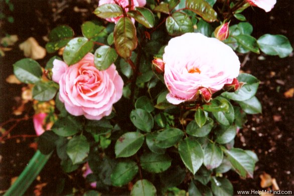 'Sexy Rexy ® (Floribunda, McGredy, 1978)' rose photo