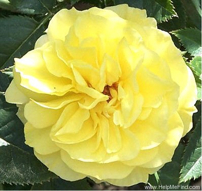 'Sunsprite (floribunda, Kordes 1973)' rose photo