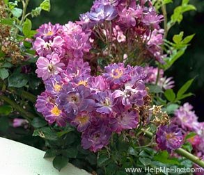 'Veilchenblau (Rambler, Schmidt 1909)' rose photo