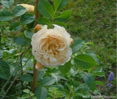 'Teasing Georgia' rose photo