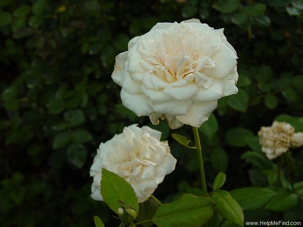 'Snowbird' rose photo