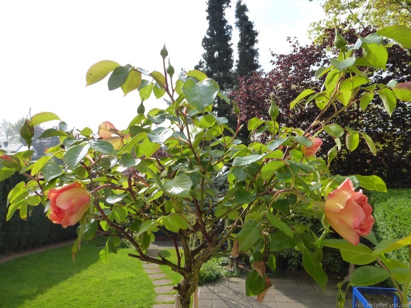 'Pat Austin ™' rose photo