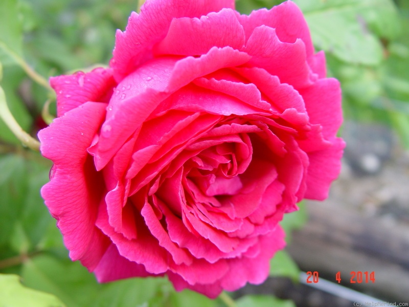 'King of Siam (hybrid tea, Bräuer, 1912)' rose photo