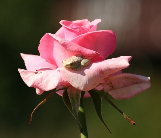 'Esther Geldenhuys' rose photo