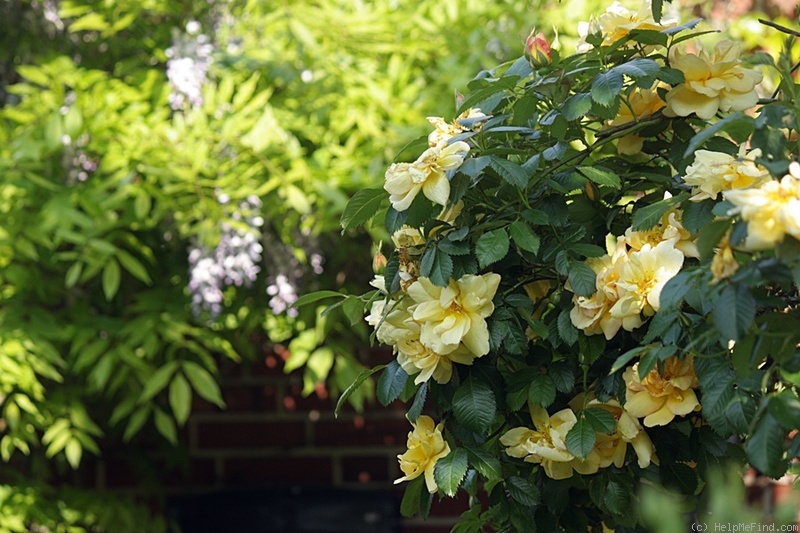 'Maigold' rose photo