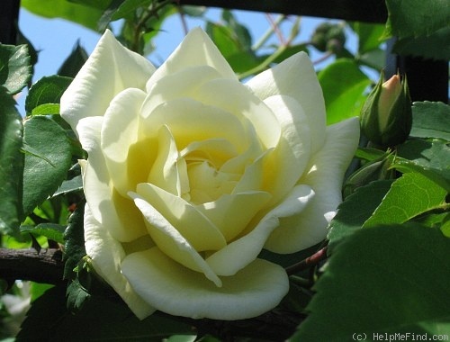 'Glenn Dale' rose photo