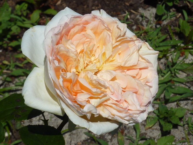 'Alphonse Daudet ®' rose photo