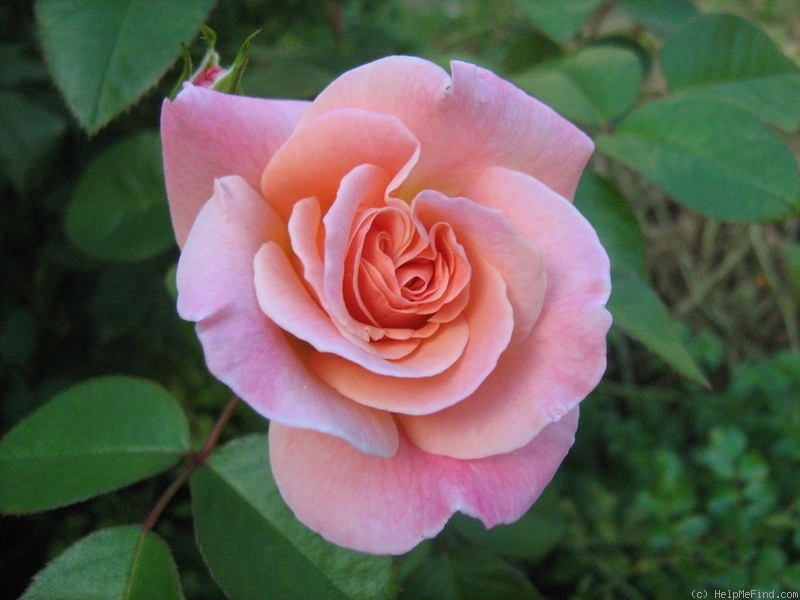 'Joyce Abounding' rose photo