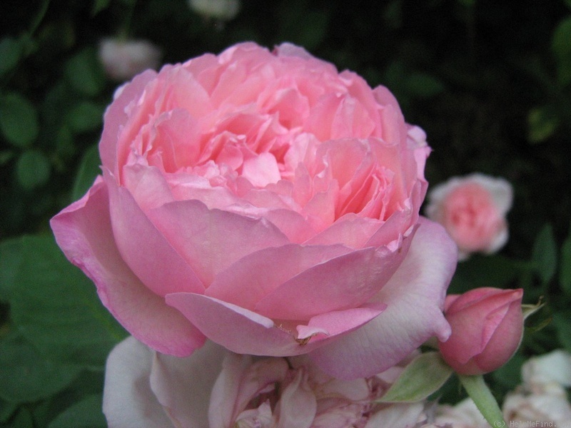 'Duchesse de Brabant' rose photo