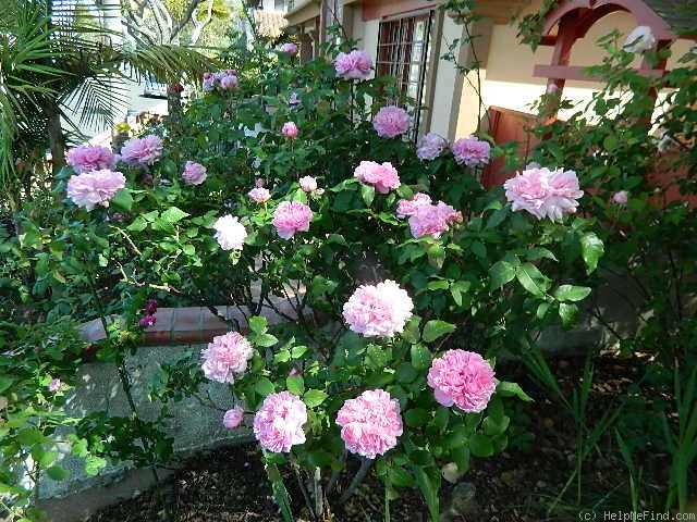 'Jacques Cartier' rose photo