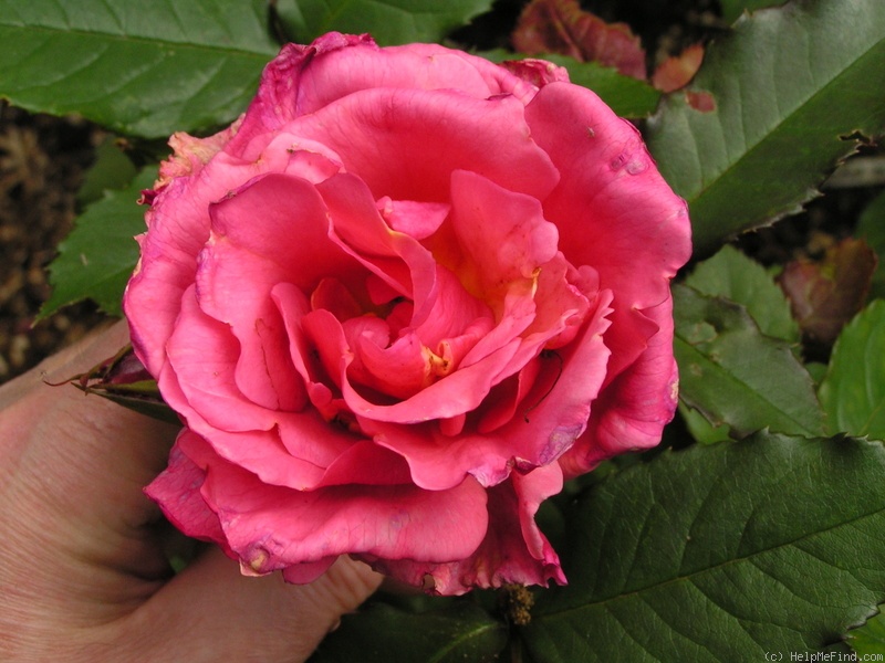 '12 Westerland OP 06' rose photo