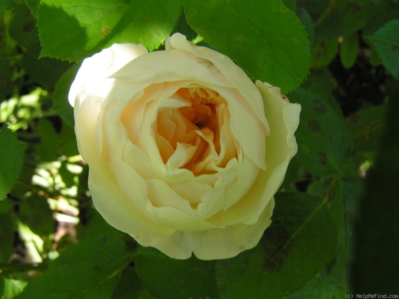 'Glamis Castle' rose photo