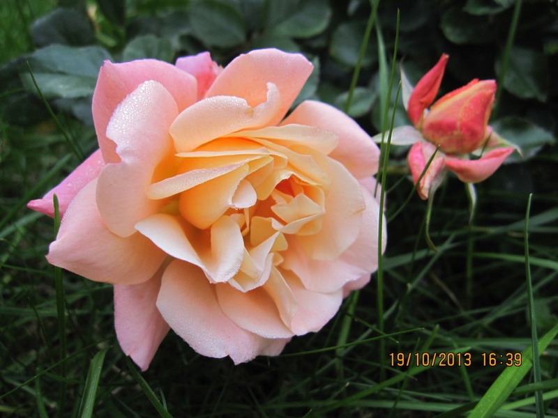 'Cubana ™ (shrub, Kordes 2001)' rose photo