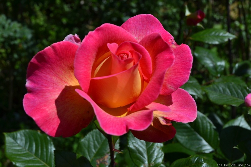 'Pink Paradise (hybrid tea, Delbard, 2004/11)' rose photo