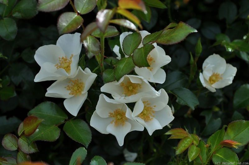'Escimo ® (shrub, Kordes 1991/2006)' rose photo